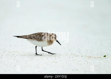 Baird's Sandpiper (Calidris bairdii) sur une plage de sable Banque D'Images