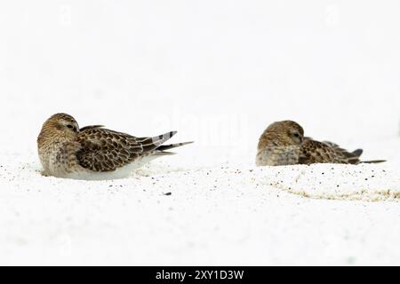 Paire de Sandpiper de Baird (Calidris bairdii) reposant sur une plage de sable Banque D'Images