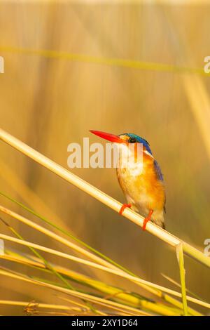 Malachite Kingfisher (Coryhornis cristatus) Banque D'Images