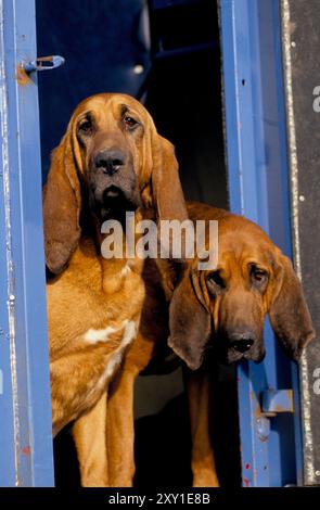 Bloodhounds, emballés après une journée de chasse au drag. Les chiens sont entraînés à chasser un sentier parfumé préparé par une personne traînant un matériau trempé dans de l'anis ou une autre substance odorante forte. Windsor Forest Drag Hounds, Berkshire, Angleterre vers les années 1995 1990 Royaume-Uni HOMER SYKES Banque D'Images