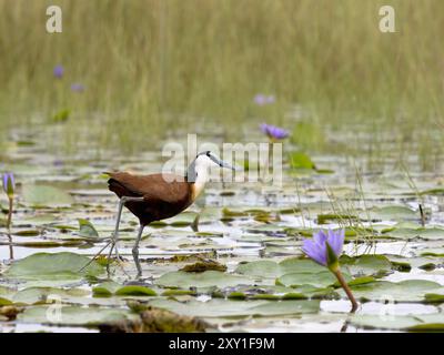 Jacana africaine (Actophilornis africanus) marchant sur des feuilles de lis, marais de Mabamba, lac Victoria, Ouganda. Banque D'Images