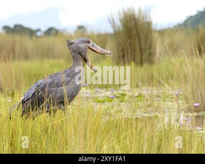 Cigogne Shoebill (Balaeniceps rex) debout dans de longs roseaux d'herbe, bec ouvert, marais de Mabamba, lac Victoria, Ouganda. Banque D'Images