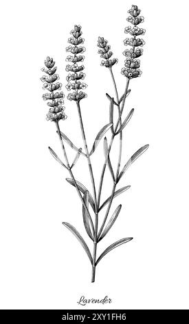 Illustration de gravure antique de l'art clip noir et blanc lavande isolé sur fond blanc Illustration de Vecteur