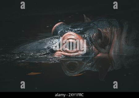 Photo abstraite hippopotame dans le parc national Reine Elisabeth Ouganda Afrique Banque D'Images