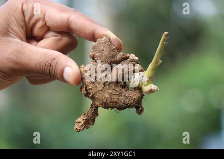 Semis de gingembre vert frais tenu dans la main avec lumière naturelle et fond Banque D'Images