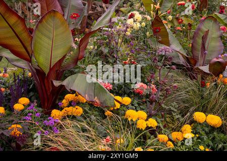 Une frontière chaude d'Ensete vetricosum 'Maurelii' - banane noire éthiopienne entourée de soucis, dahlias et salvia. RHS Britain in Bloom 60th Annivers Banque D'Images