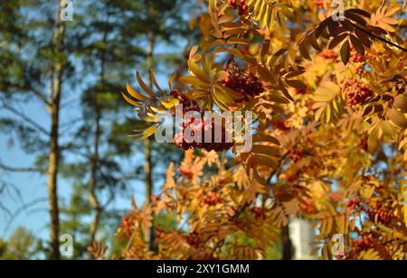 Des grappes mûres et juteuses de canneberges sont accrochées sur des branches aux feuilles jaunes Banque D'Images