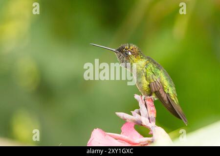 Magnifique Hummingbird (Eugenes fulgens) mâle Banque D'Images