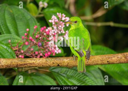 Green Honeycreeper (Chlorophanes spiza) femelle Banque D'Images