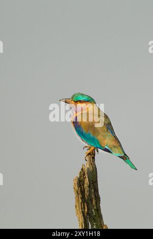 Rouleau (Coracias benghalensis indien) Banque D'Images