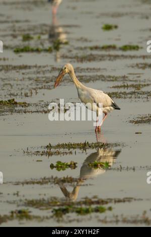 Asian Openbill Anastomus Stork (oscitante) Banque D'Images