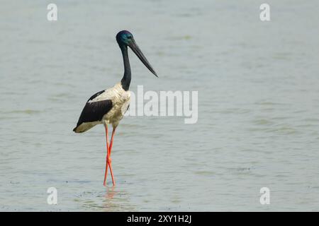 Cigogne à cou noir (Ephippiorhynchus asiaticus) paternant Banque D'Images