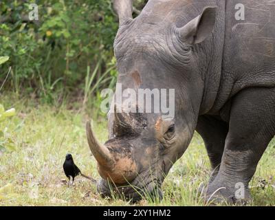 Rhinocéros blancs du Nord (Ceratotherium simum cottoni) pâturant sur les prairies, sanctuaire Ziwa Rino, Ouganda. En danger critique d'extinction. Banque D'Images