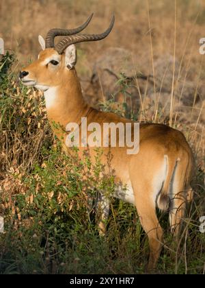 Ougandais kob (Kobus kob thomasi), mâles se tenant dans les prairies/broussailles, parc national de Murchison Falls, Ouganda Banque D'Images