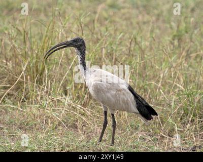 Ibis sacré (Threskiornis aethiopicus) debout dans les prairies, parc national de Murchison Falls, Ouganda Banque D'Images