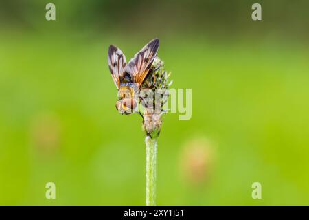 Mouche tachinide, insecte ectophasia crassipennis assis sur la fleur. Fond macro animal Banque D'Images