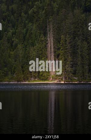 Arbre mort dans la forêt de conifères sur la rive du lac Plesne. Parc national Sumava, paysage tchèque Banque D'Images