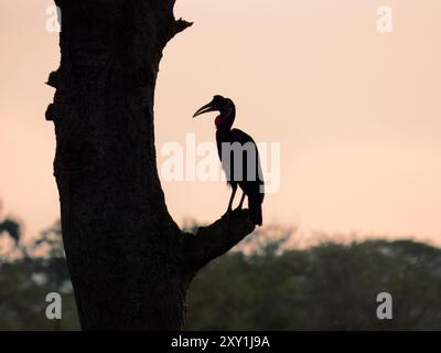 Abyssinien Ground Hornbill (Bucorvus abyssinicus) mâle, Silhouette sur arbre, parc national de Murchison Falls, Ouganda Banque D'Images