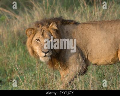 Lion africain (Panthera leo) mâle marchant, parc national Queen Elizabeth, Ouganda Banque D'Images