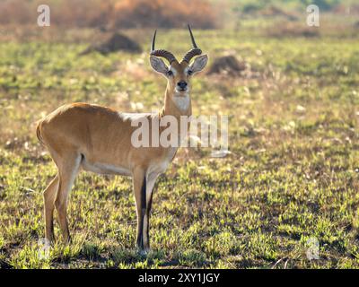 Ougandais kob (Kobus kob thomasi), mâles debout dans les prairies, parc national de la Reine Elizabeth, Ouganda Banque D'Images