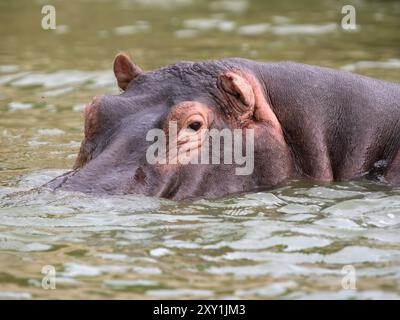 Hippopotame (Hippopotamus amphibius) dans l'eau, chenal de Kazinga, parc national Queen Elizabeth, Ouganda Banque D'Images