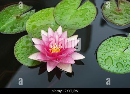 Fleur de nénuphars dans des tons de rose avec des feuilles vertes dans un bassin d'eau. Banque D'Images