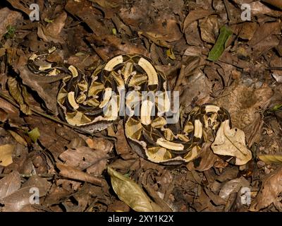 Gaboon Viper Snake (Bitis gabonica) camouflé sur le sol forestier, forêt de Mityana, Ouganda Banque D'Images