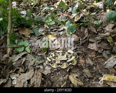 Gaboon Viper Snake (Bitis gabonica) camouflé sur le sol forestier, forêt de Mityana, Ouganda Banque D'Images