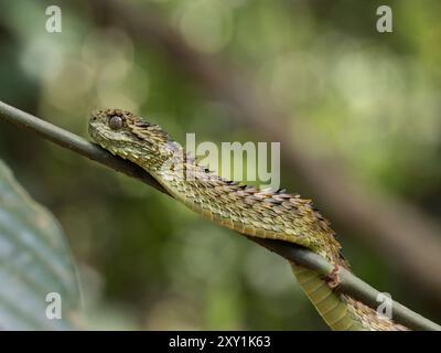 Serpent de vipère de brousse lâche africain (Atheris hispida) sur une branche d'arbre dans la forêt de Mityana, Ouganda Banque D'Images