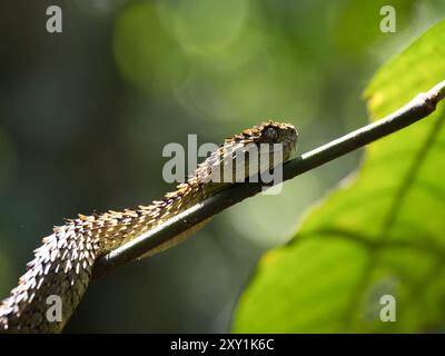 Serpent de vipère de brousse lâche africain (Atheris hispida) sur une branche d'arbre dans la forêt de Mityana, Ouganda Banque D'Images