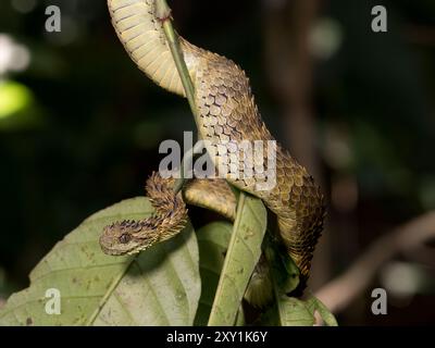 Serpent de vipère de brousse lâche africain (Atheris hispida) sur une branche d'arbre dans la forêt de Mityana, Ouganda Banque D'Images