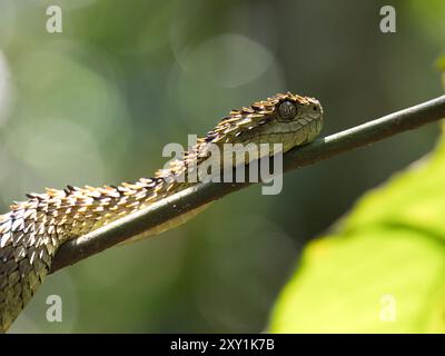 Serpent de vipère de brousse lâche africain (Atheris hispida) sur une branche d'arbre dans la forêt de Mityana, Ouganda Banque D'Images