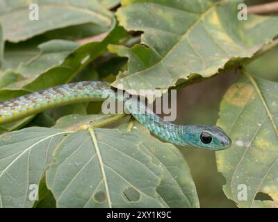 Serpent vert de Hughes (Philothamnus hughesi) dans un arbre dans la forêt de Mityana, Ouganda Banque D'Images