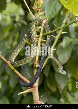 Serpent Mamba de Jameson (Dendroaspis jamesoni kaimosae) grimpant dans un arbre, forêt de Mityana, Ouganda Banque D'Images