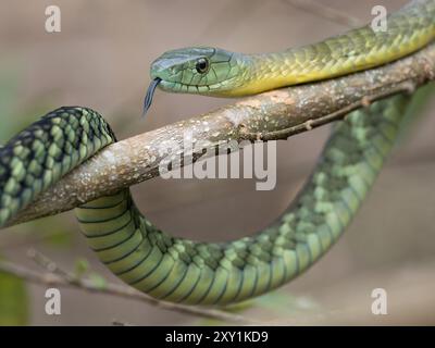 Serpent Mamba de Jameson (Dendroaspis jamesoni kaimosae) grimpant dans un arbre, forêt de Mityana, Ouganda Banque D'Images