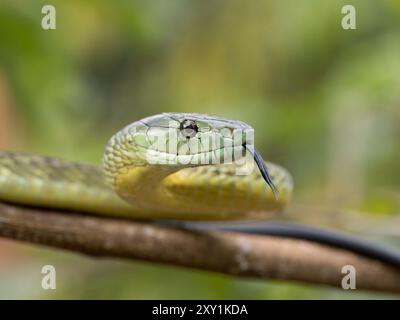 Serpent Mamba de Jameson (Dendroaspis jamesoni kaimosae) grimpant dans un arbre, portrait, forêt de Mityana, Ouganda Banque D'Images