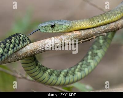 Serpent Mamba de Jameson (Dendroaspis jamesoni kaimosae) grimpant dans un arbre, forêt de Mityana, Ouganda Banque D'Images