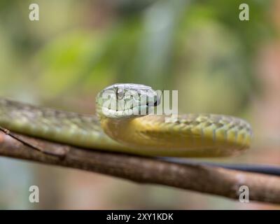 Serpent Mamba de Jameson (Dendroaspis jamesoni kaimosae) grimpant dans un arbre, portrait, forêt de Mityana, Ouganda Banque D'Images