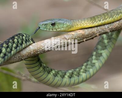 Serpent Mamba de Jameson (Dendroaspis jamesoni kaimosae) grimpant dans un arbre, forêt de Mityana, Ouganda Banque D'Images