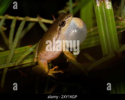 Grenouille roseau peinte (Hyperolius marmoratus) mâle appelant, la nuit, forêt de Mabira, Ouganda Banque D'Images