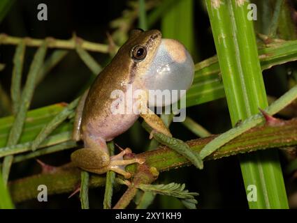 Grenouille roseau peinte (Hyperolius marmoratus) mâle appelant, la nuit, forêt de Mabira, Ouganda Banque D'Images