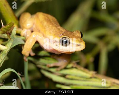 Grenouille à roseaux peinte (Hyperolius marmoratus) la nuit, forêt de Mabira, Ouganda Banque D'Images