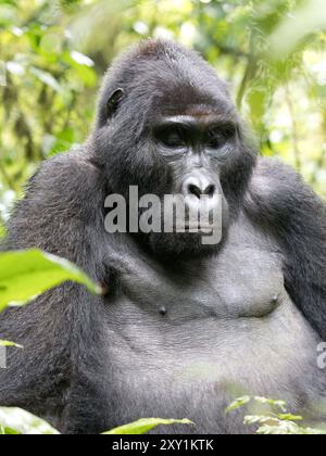 Gorille de montagne (Gorilla beringei beringei) Groupe de gorilles Katwe, Parc national impénétrable de Bwindi, Ouganda, mâle Silverback (Mahaane) assis dans l'UEDN Banque D'Images