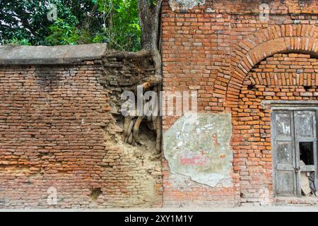 Les racines des arbres poussent dans un vieux mur de briques à côté d'une maison de briques rouges, Radshahi, Bangladesh Banque D'Images