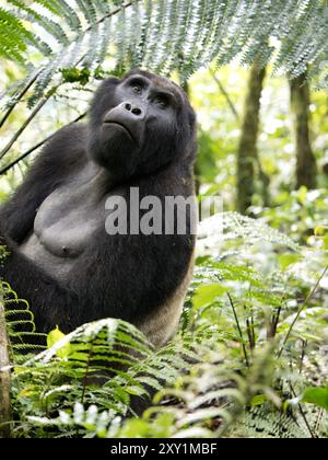 Gorilles de montagne (Gorilla beringei beringei) Groupe de gorilles de Katwe, Parc national impénétrable de Bwindi, Ouganda Banque D'Images