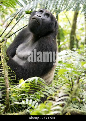 Gorilles de montagne (Gorilla beringei beringei) Groupe de gorilles de Katwe, Parc national impénétrable de Bwindi, Ouganda Banque D'Images