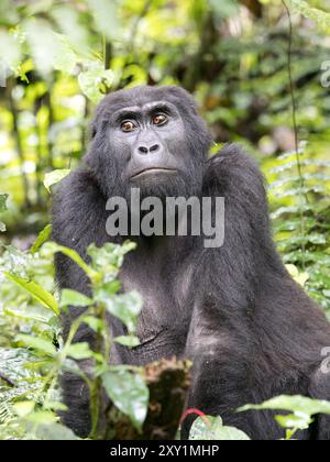 Gorilles de montagne (Gorilla beringei beringei) Groupe de gorilles de Katwe, Parc national impénétrable de Bwindi, Ouganda Banque D'Images