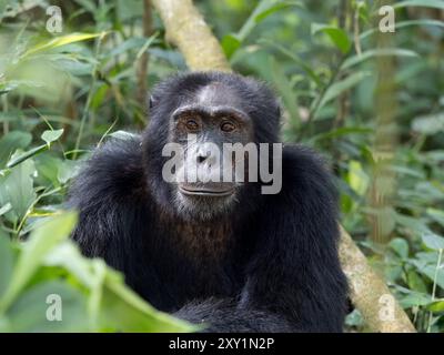 Chimpanzé (Pan troglodytes) posé sur le sol forestier, Parc national de la forêt de Kibale, Ouganda. En danger. Banque D'Images