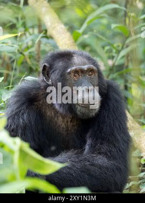 Chimpanzé (Pan troglodytes) posé sur le sol forestier, Parc national de la forêt de Kibale, Ouganda. En danger. Banque D'Images