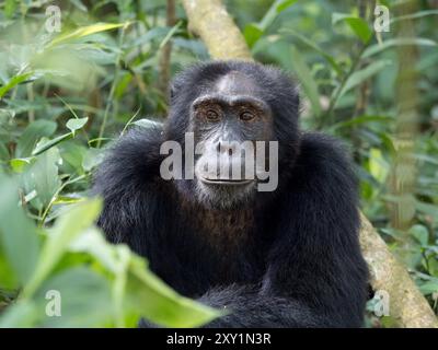 Chimpanzé (Pan troglodytes) posé sur le sol forestier, Parc national de la forêt de Kibale, Ouganda. En danger. Banque D'Images